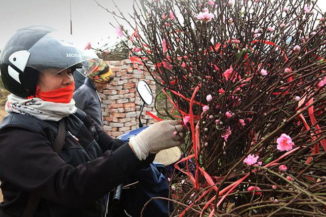 Hà Nội rét đậm, đào Nhật Tân sẽ đắt gấp 3 lần mọi năm?